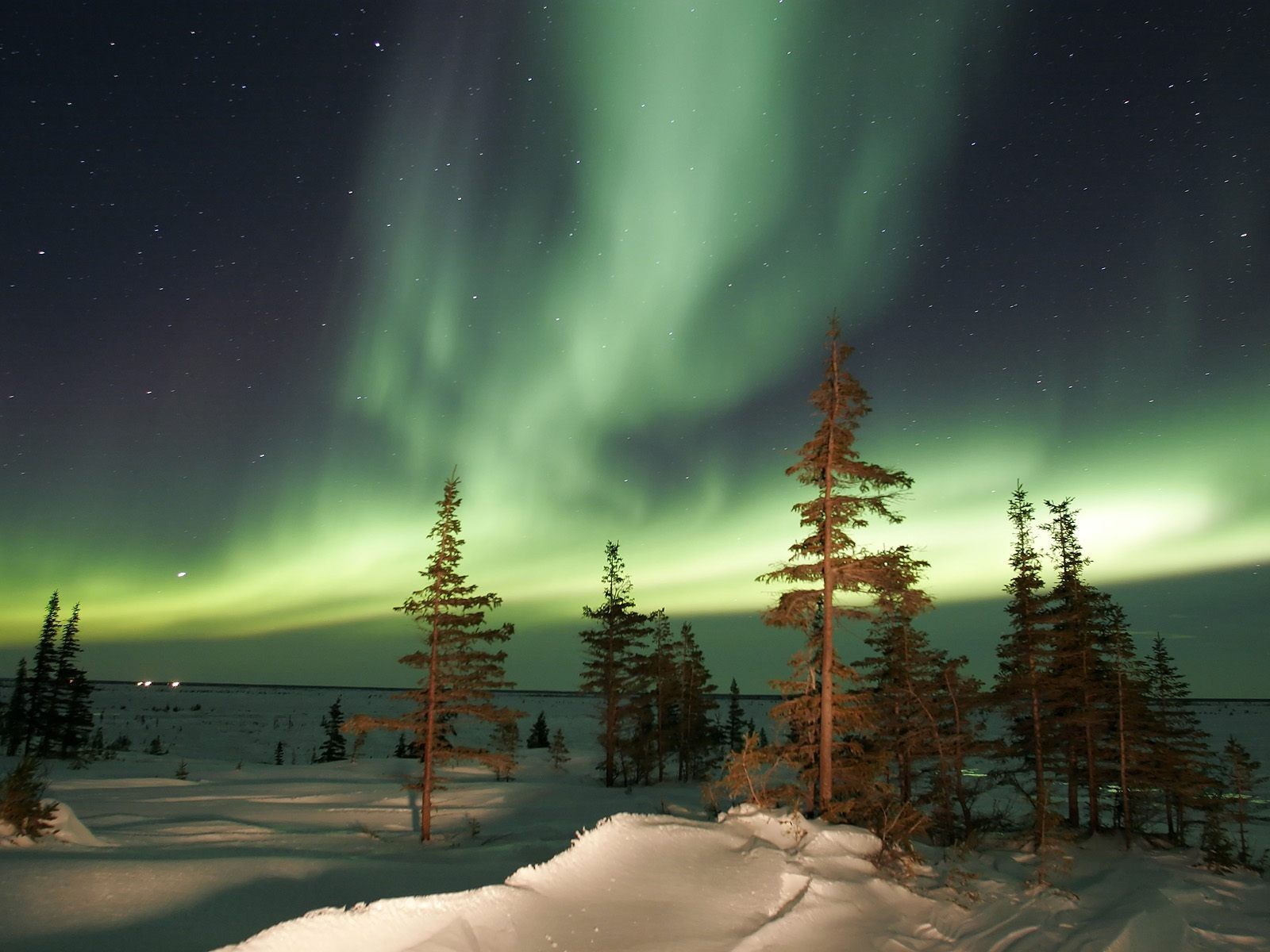 nordlicht aurora bäume winter nacht