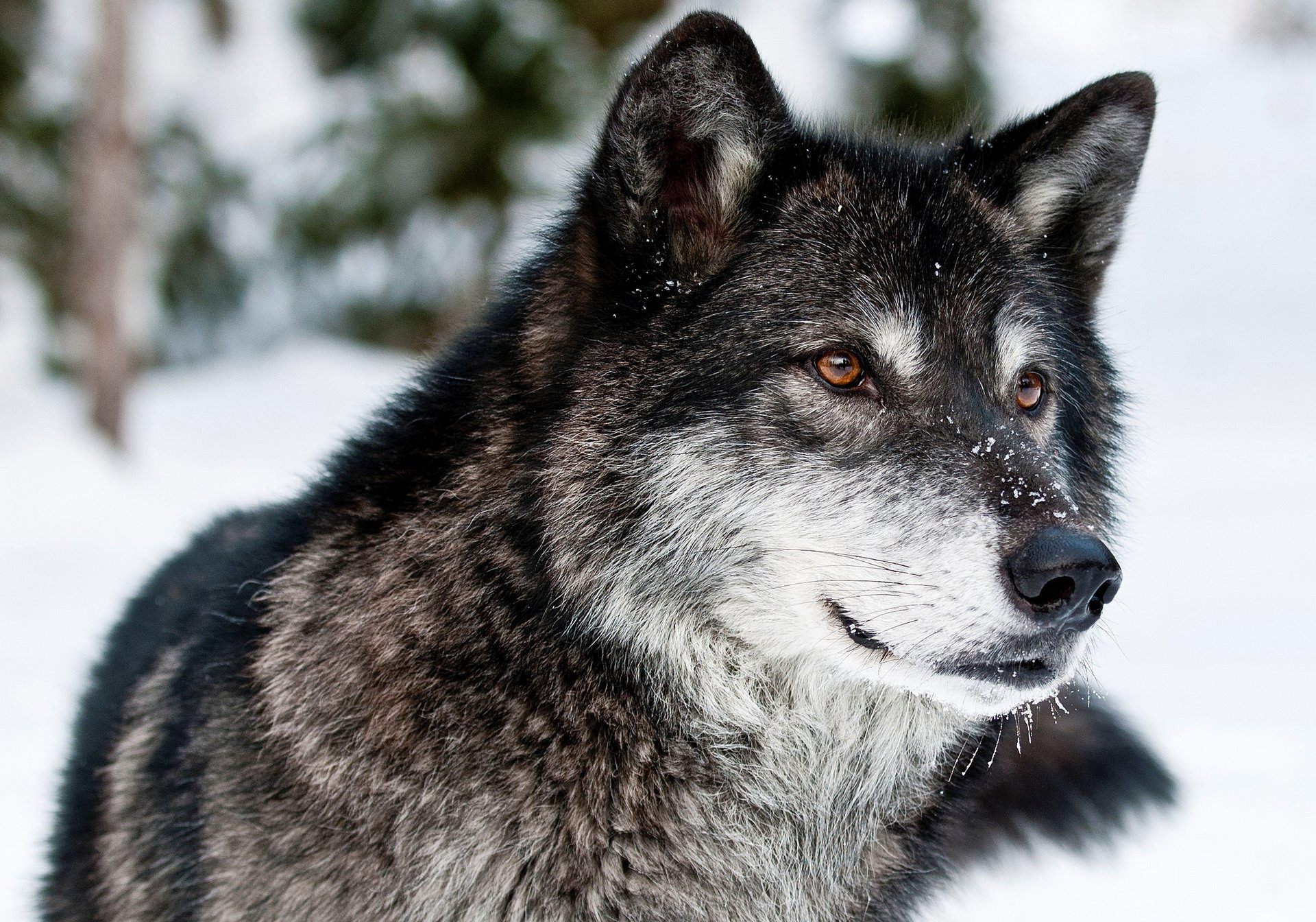 animali lupo nero muso predatore vista neve inverno