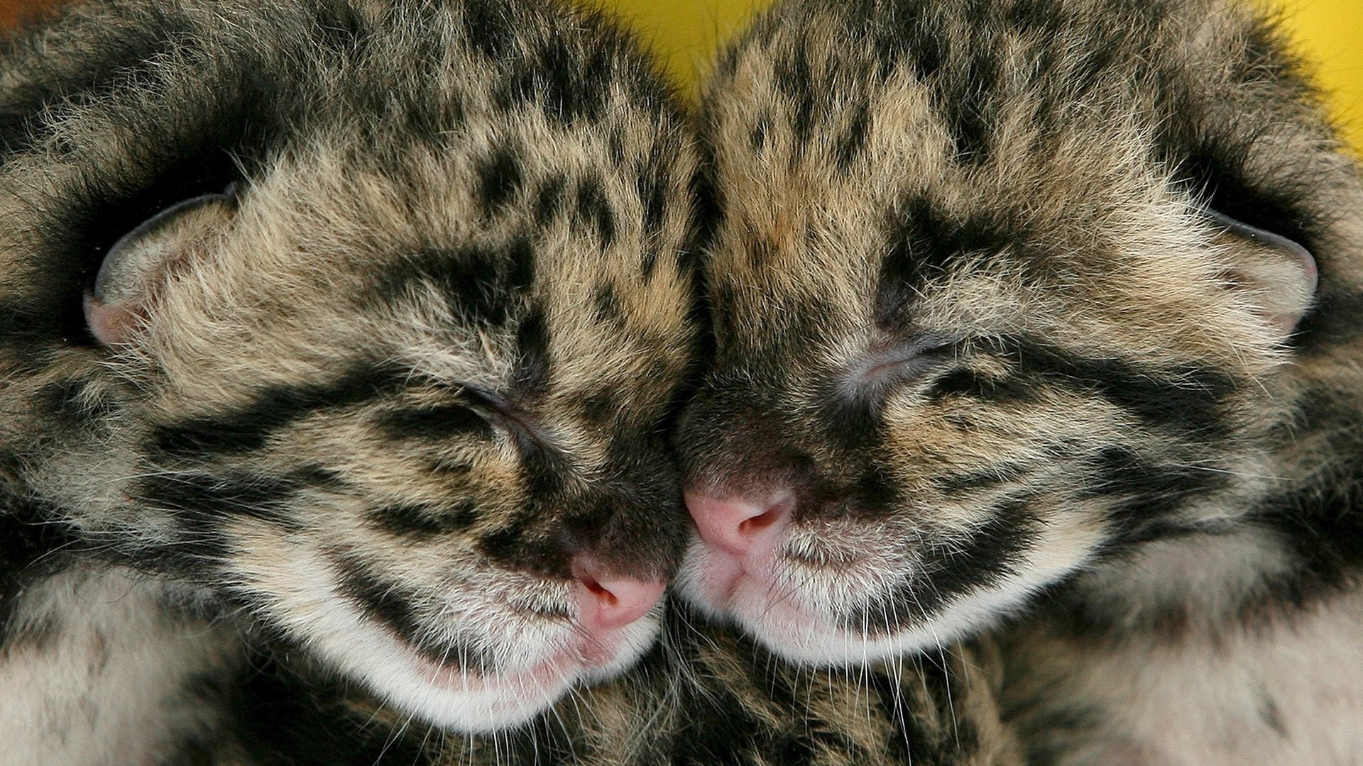 kittens a couple two together sleep