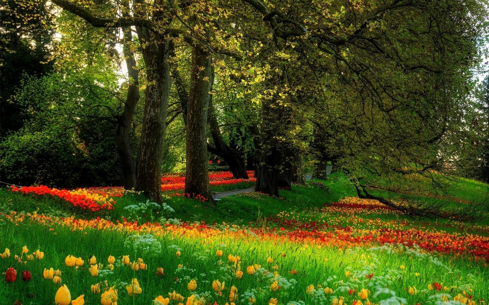 fleurs nature parc arbres herbe