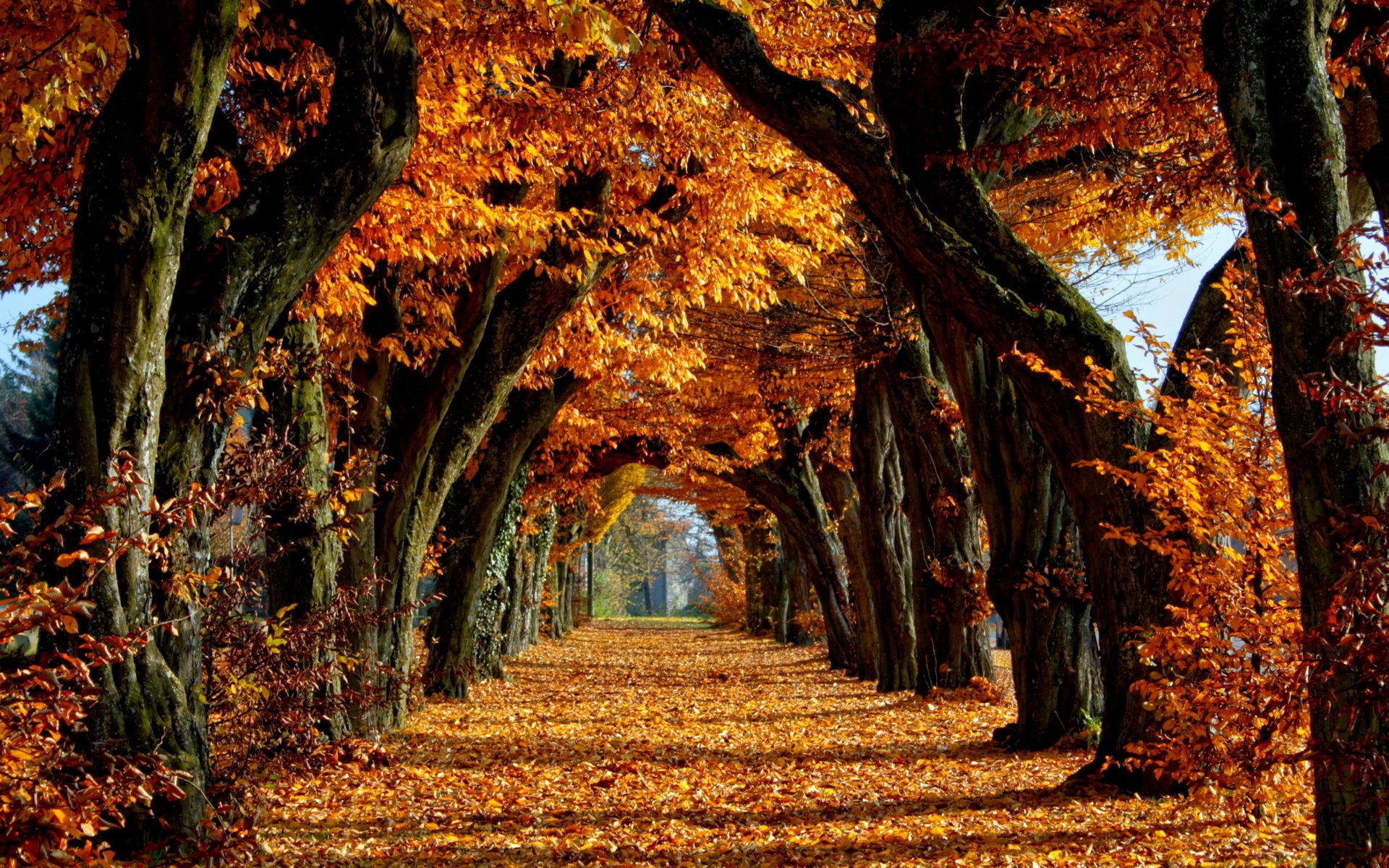 autumn leaves tree