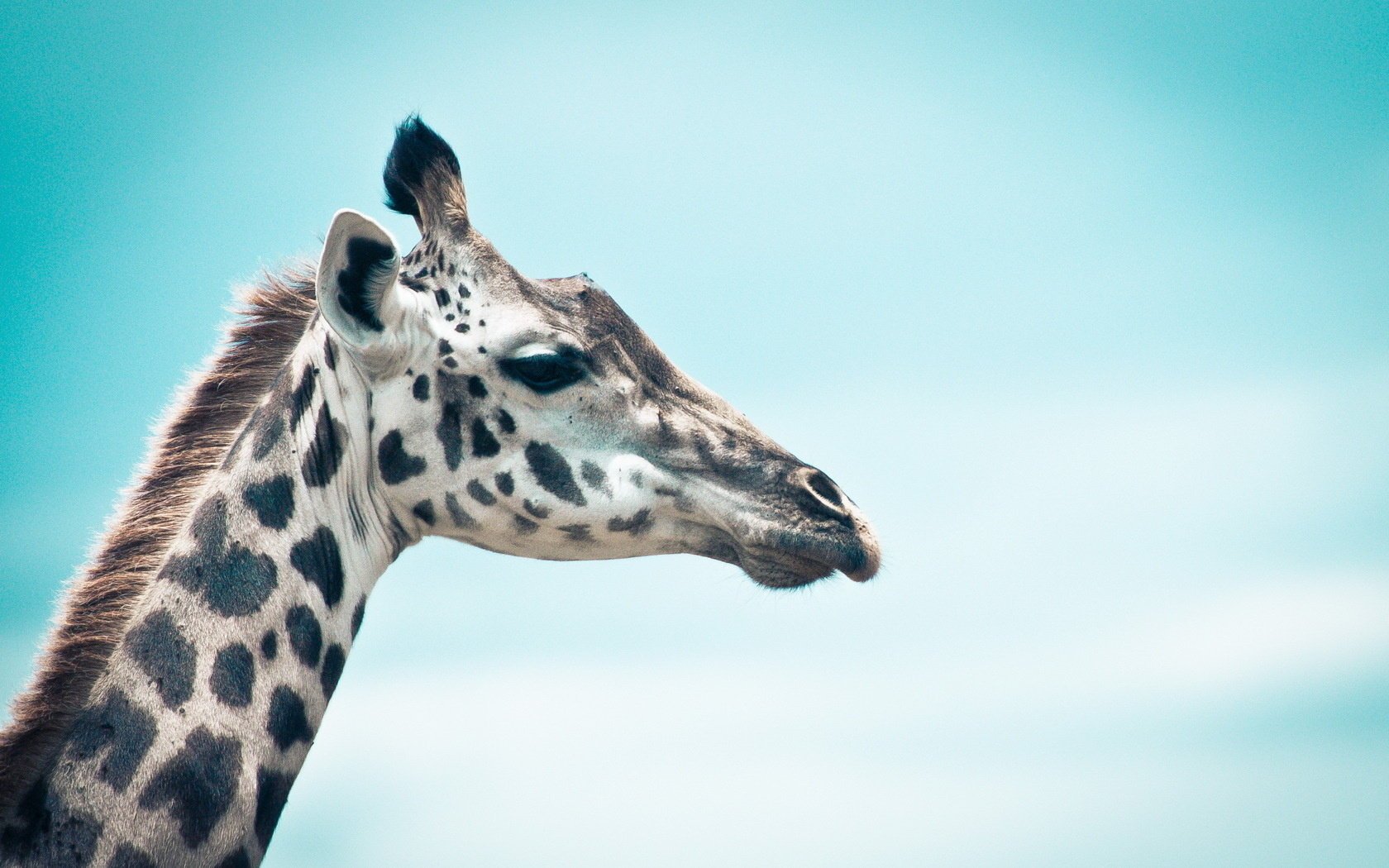 giraffe hintergrund natur