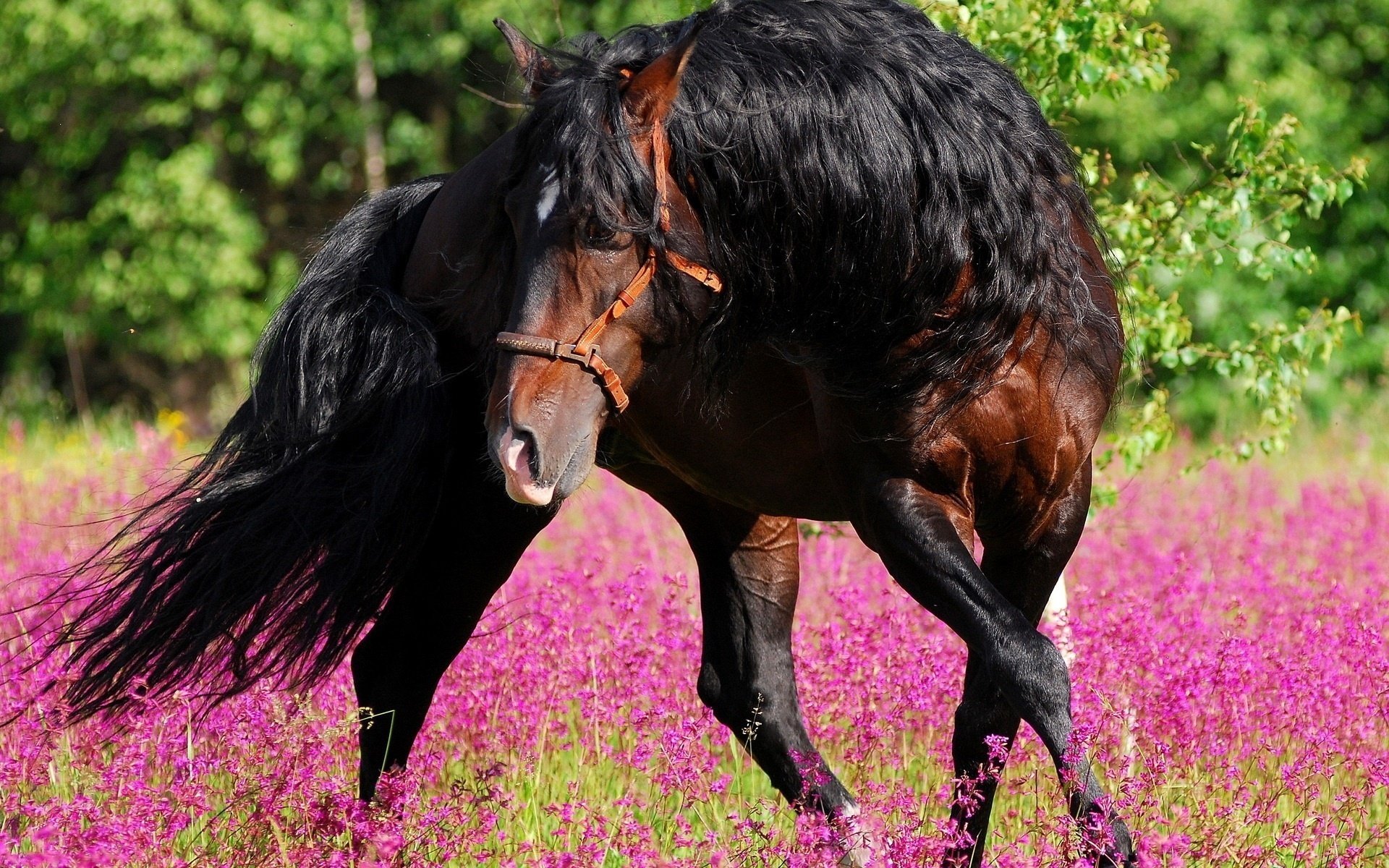 flowers horse handsome