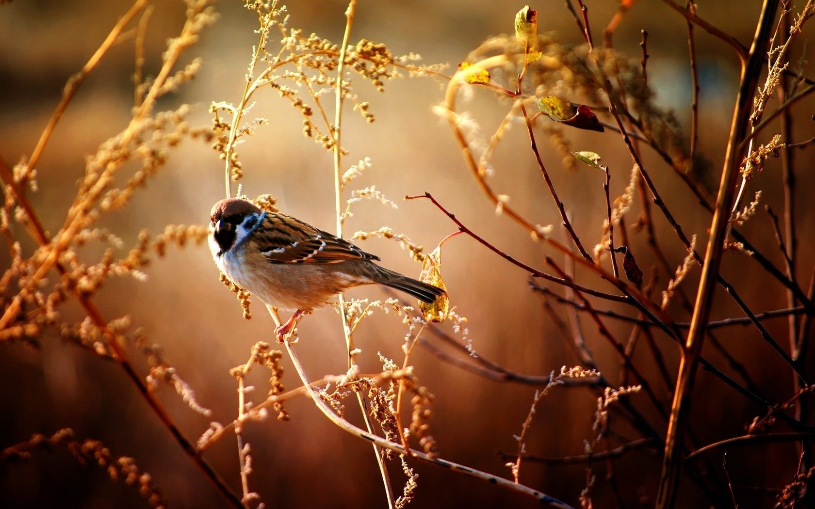 pájaro gorrión ramas macro