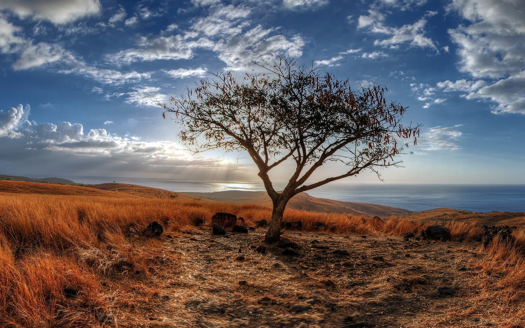 paisaje mar árbol