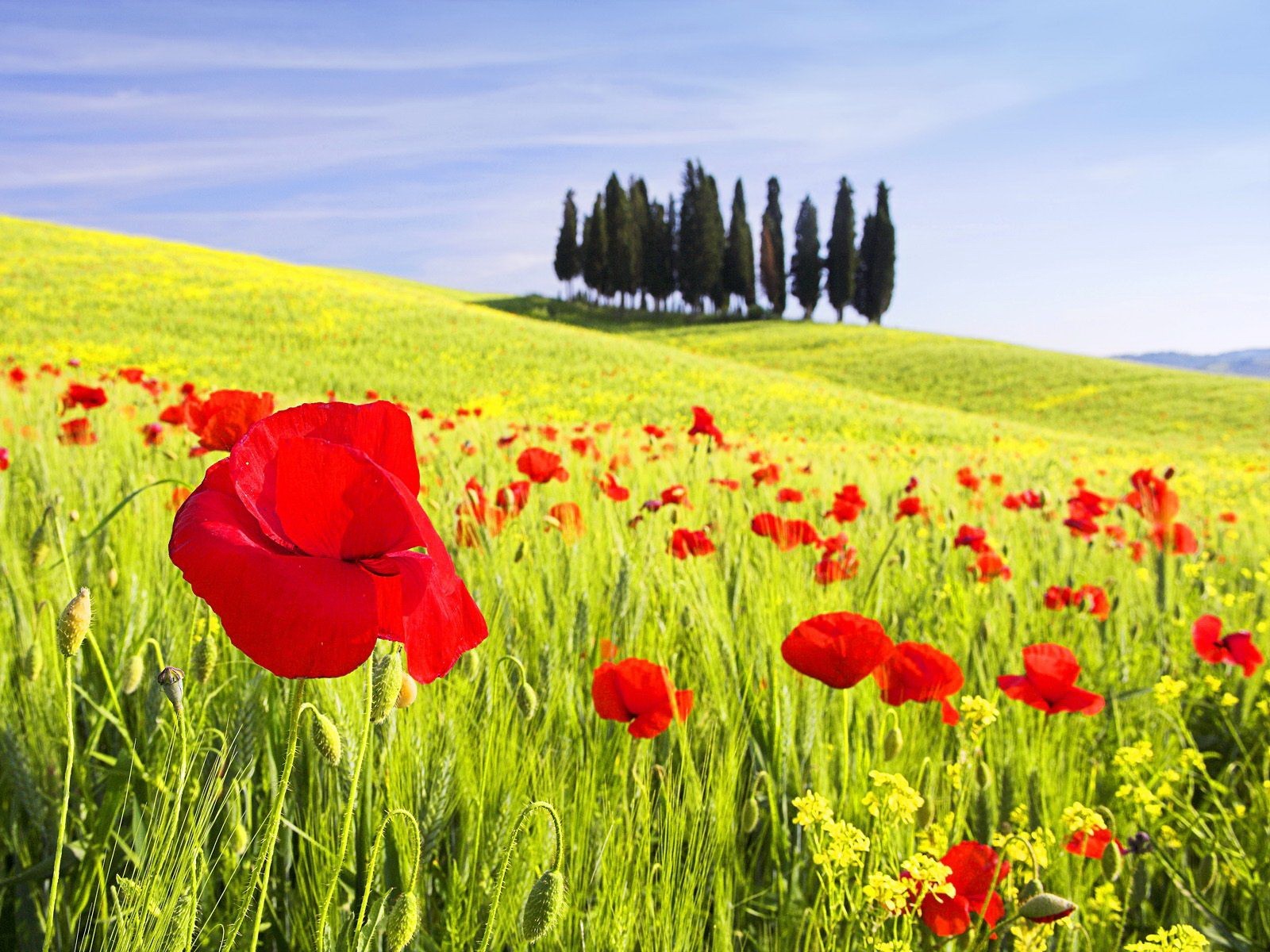 coquelicots arbres champ vert fleurs