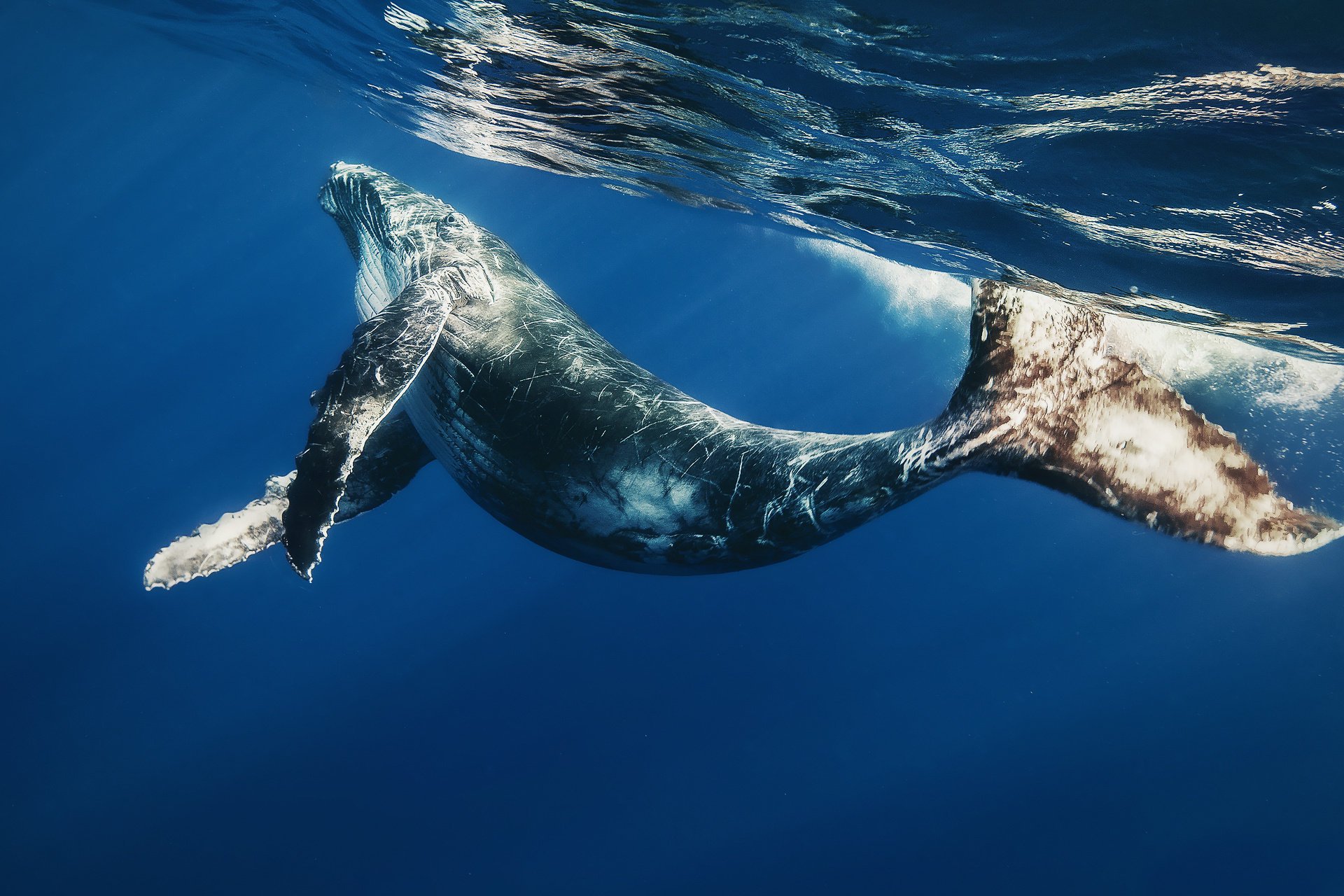 cucciolo di balena oceano balena mare mondo sottomarino