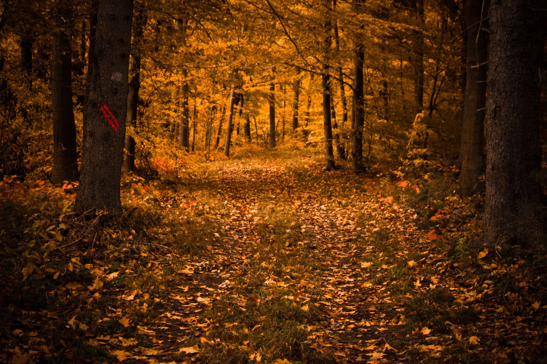 caduta delle foglie foglie alberi autunno