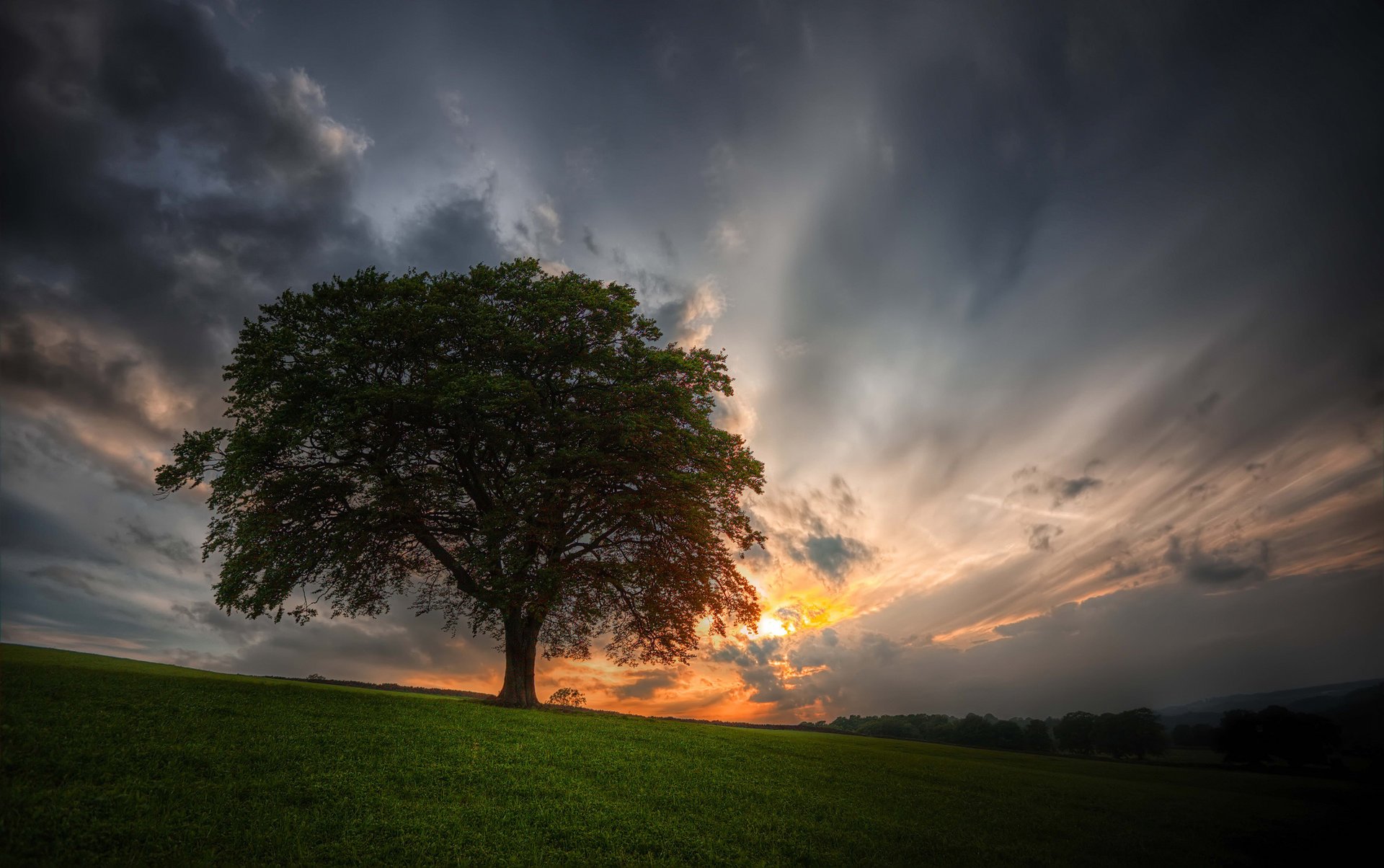 albero campo cielo tramonto