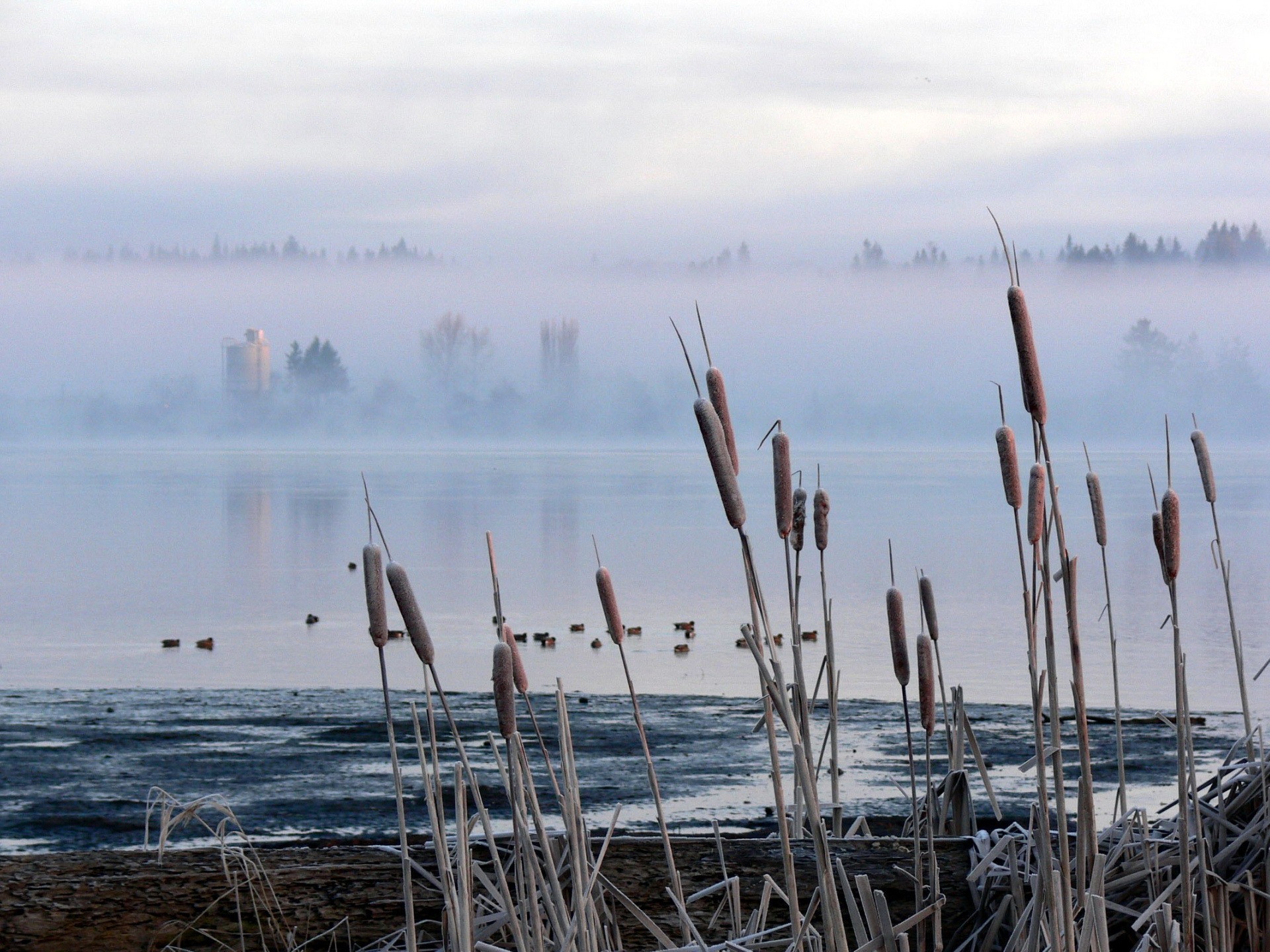 cattail reed bog fog