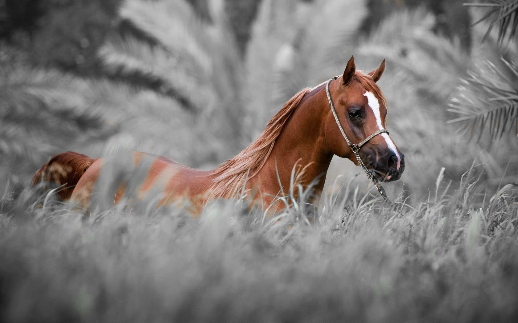 sfondo natura cavallo cavallo