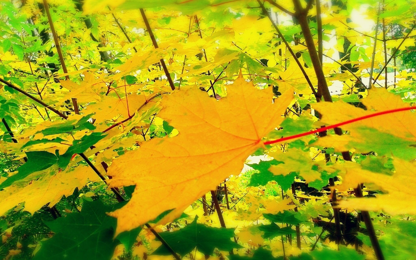 jaune feuilles automne ensoleillé