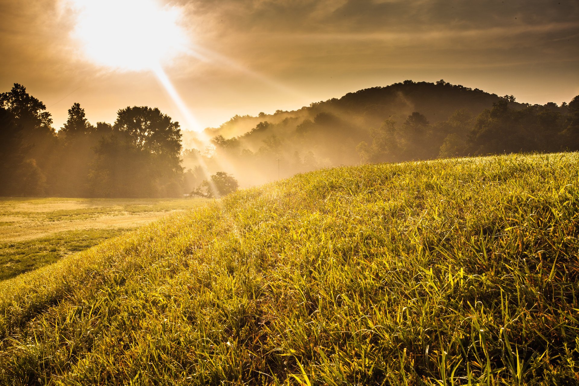 sonnig hügel bäume sonnenuntergang gras sonnenaufgang nebel