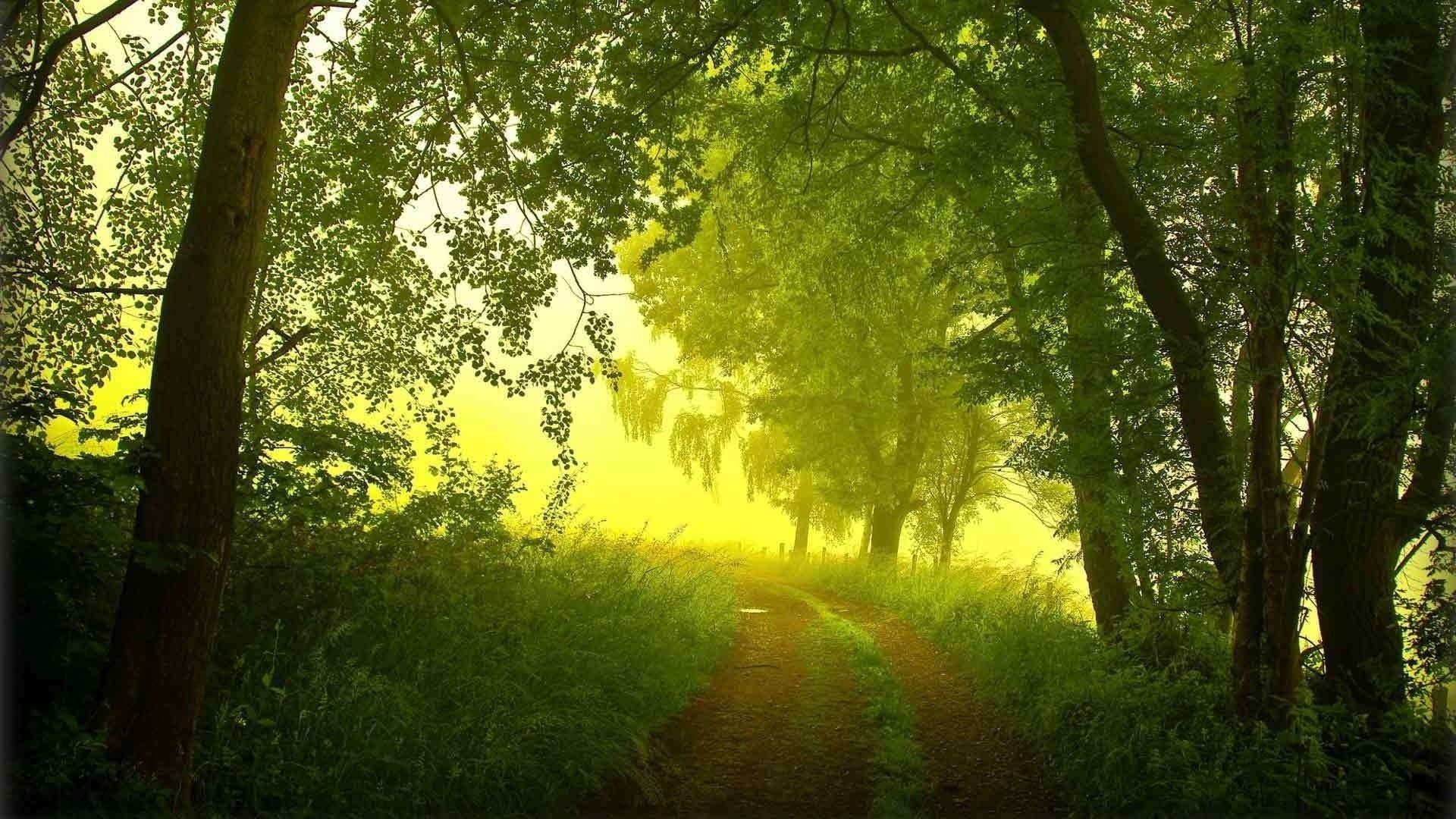 wald nebel bäume morgen sommer straße