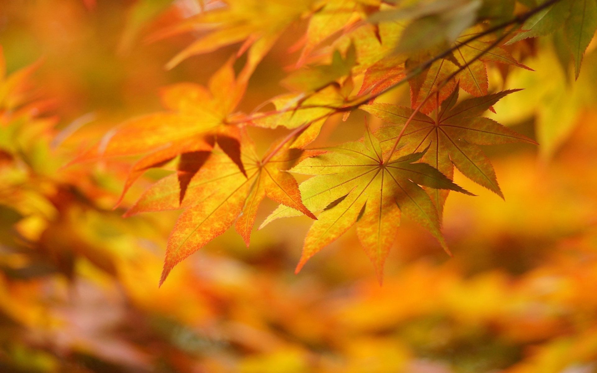 otoño amarillo macro hojas