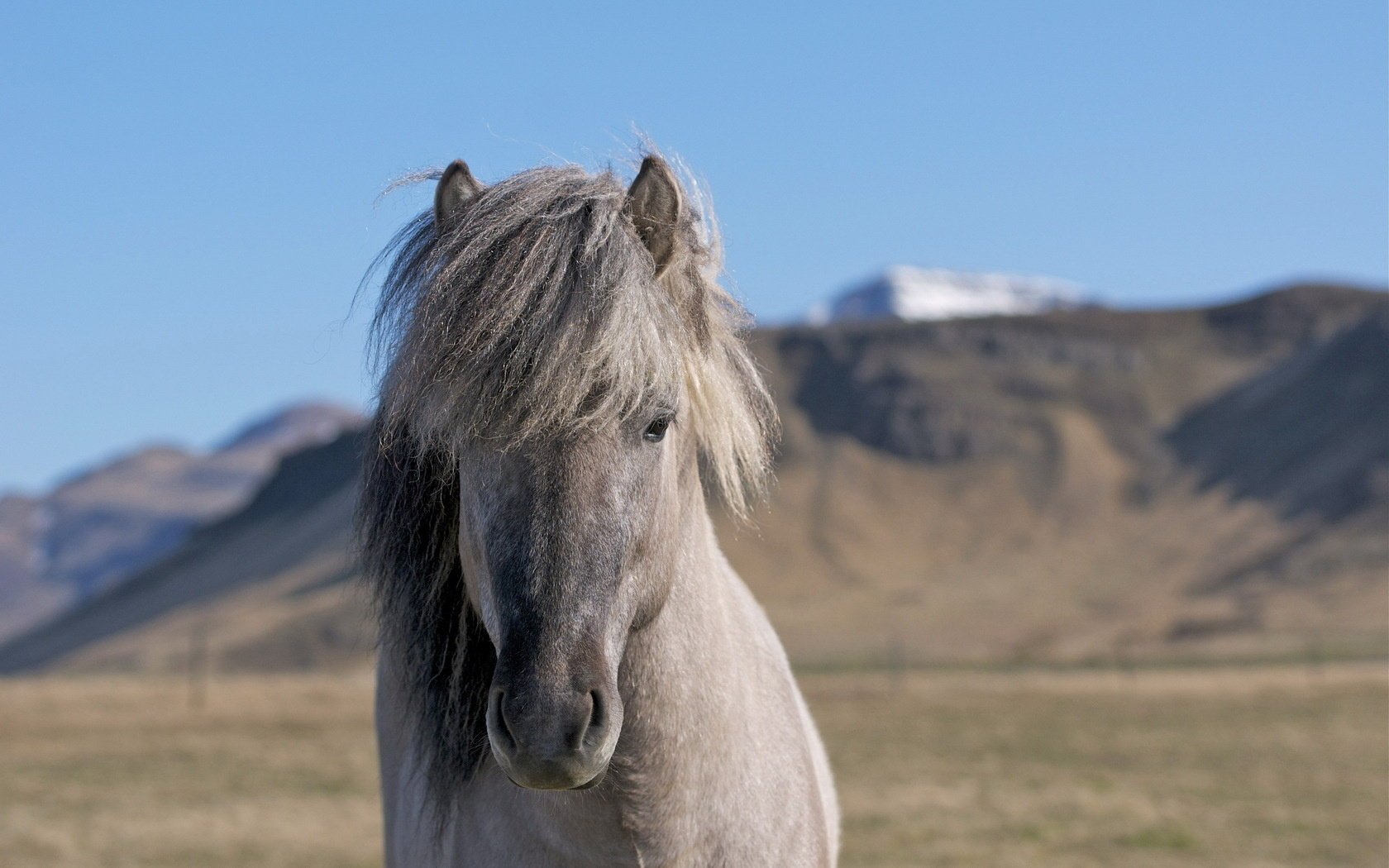 wunderschön pferd