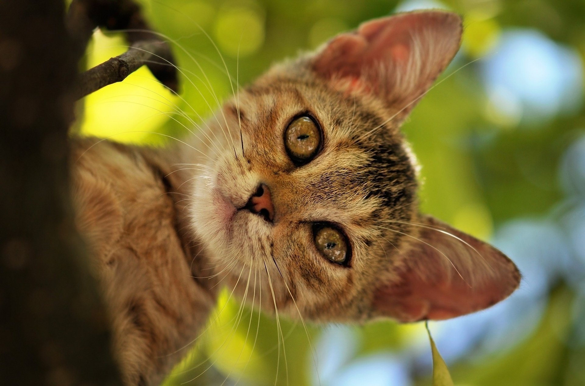 kote gatto gatto albero fogliame estate muso testa