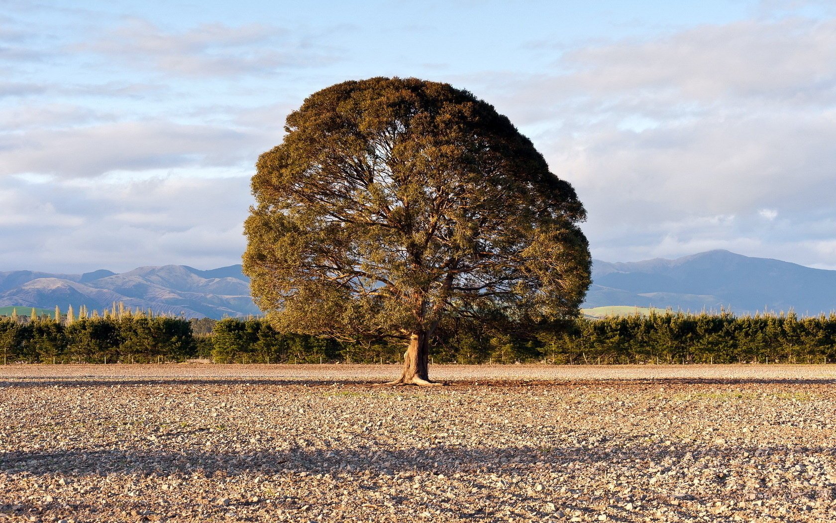 arbre solitaire champ beauté