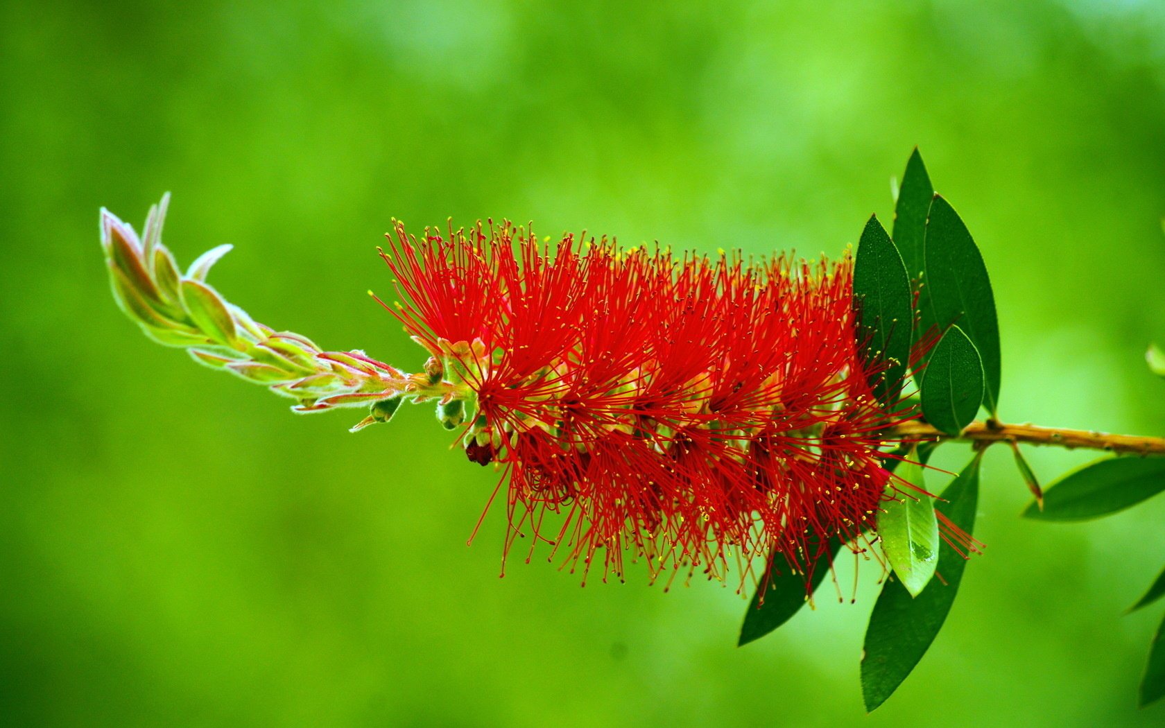 vert fond rouge fleur