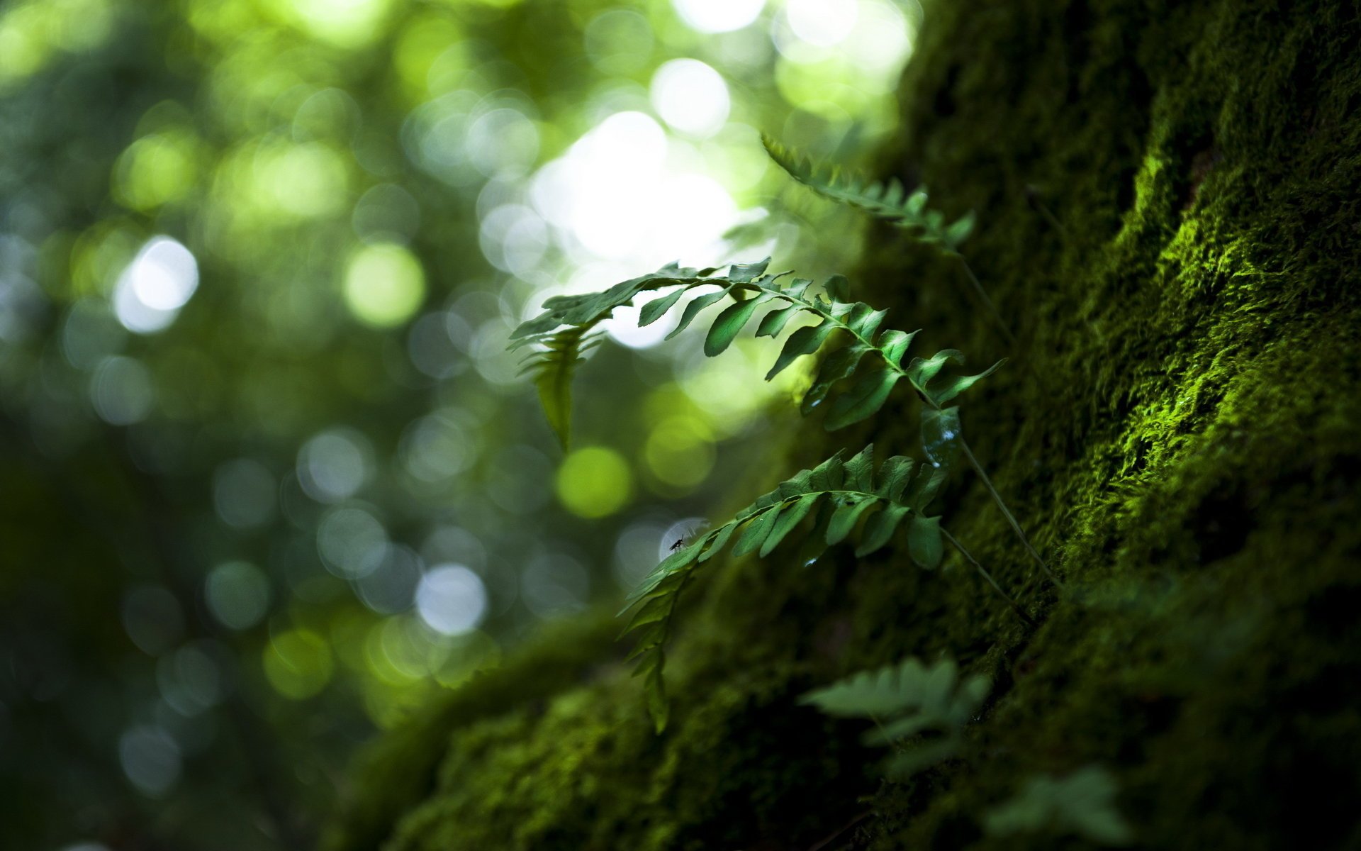 natura liście makro drzewo