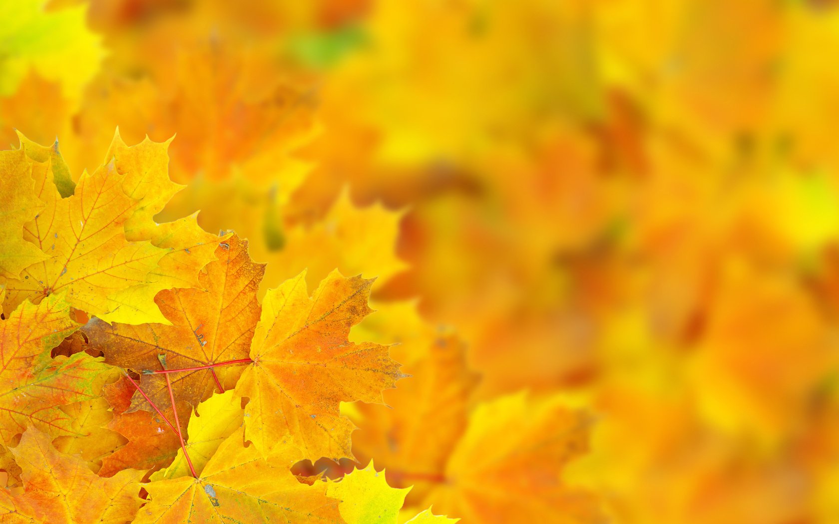 gros plan feuilles automne bokeh