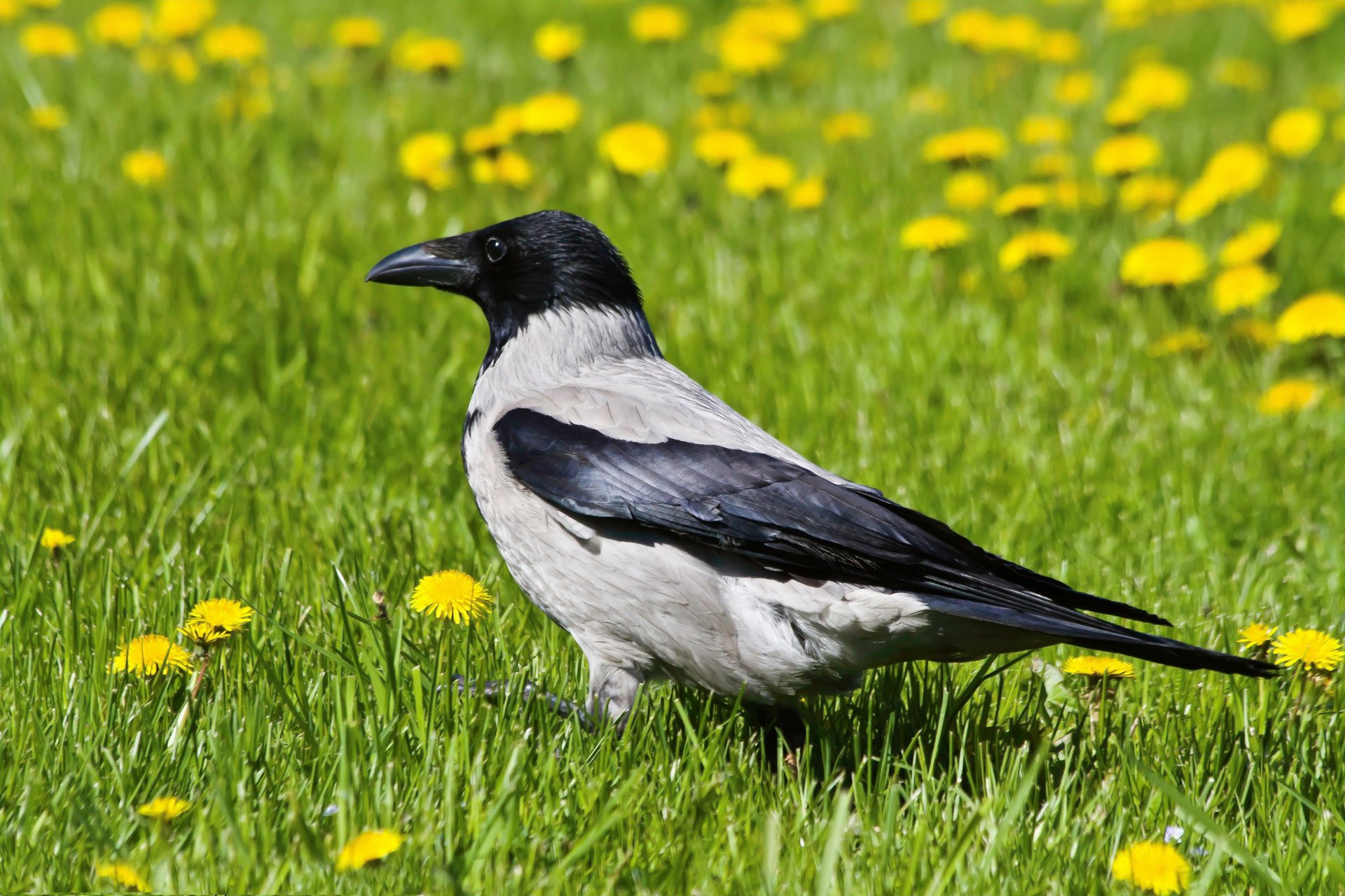 crow dandelions gra