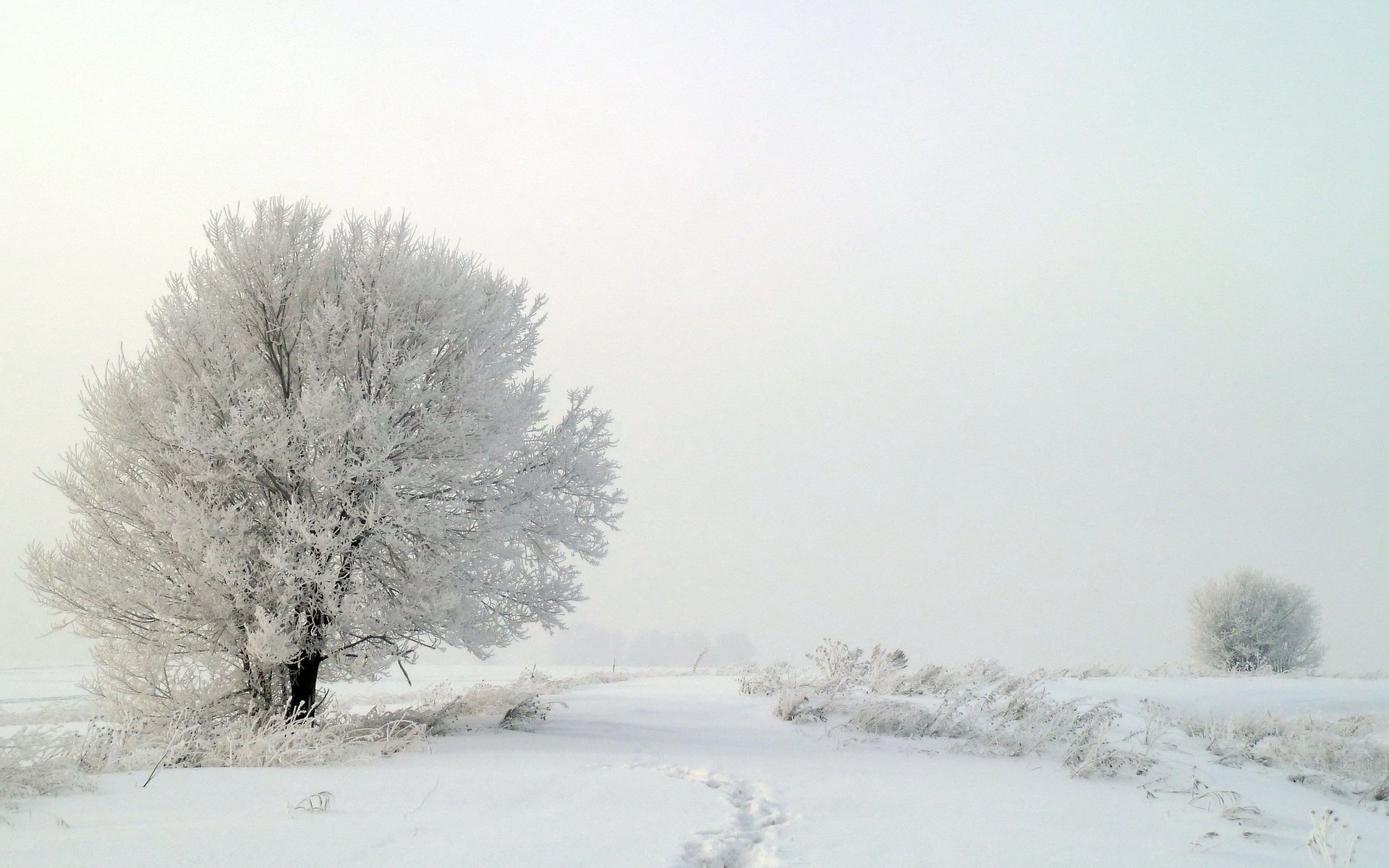 neve nebbia alberi inverno