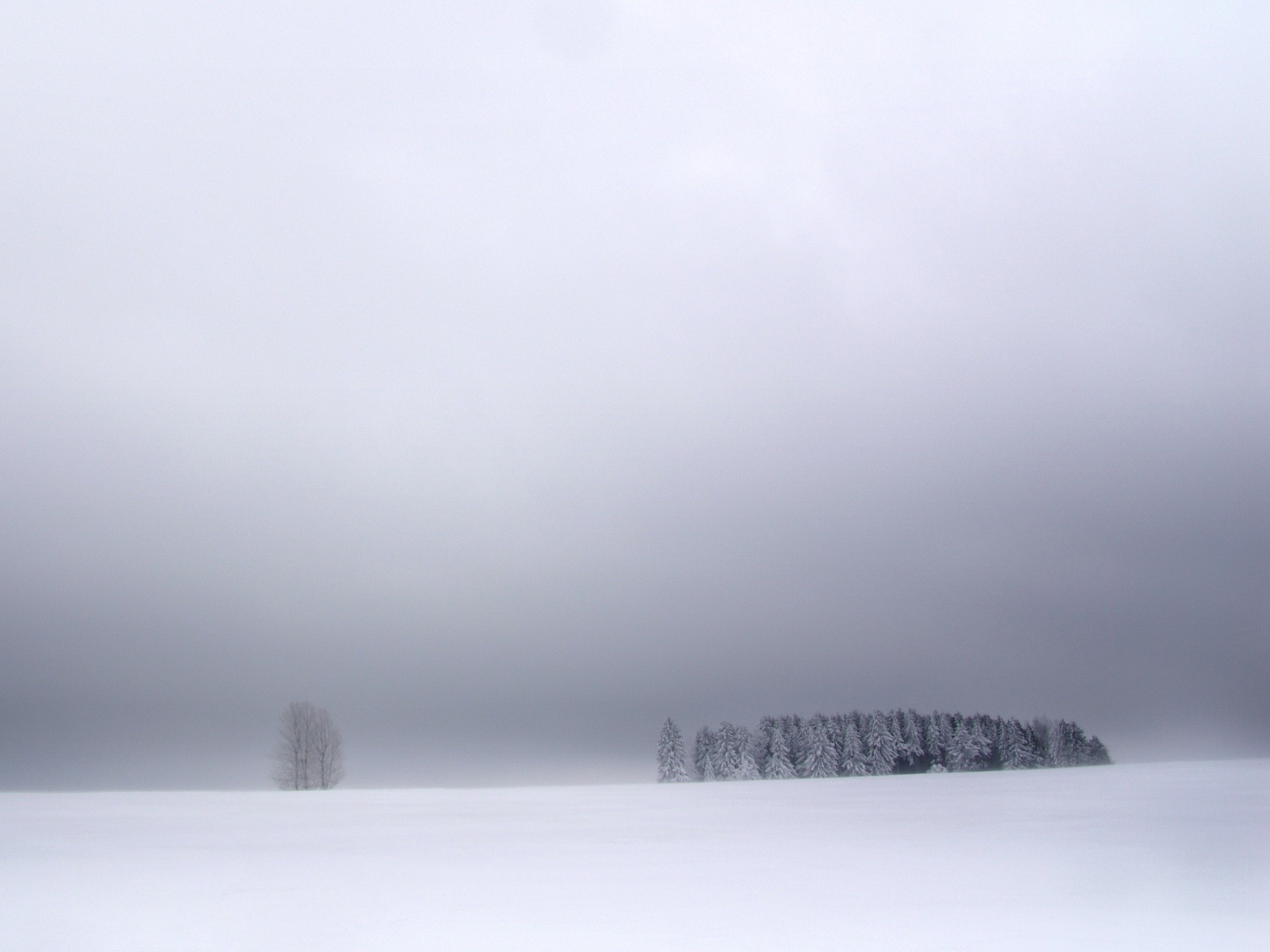 árboles invierno nieve