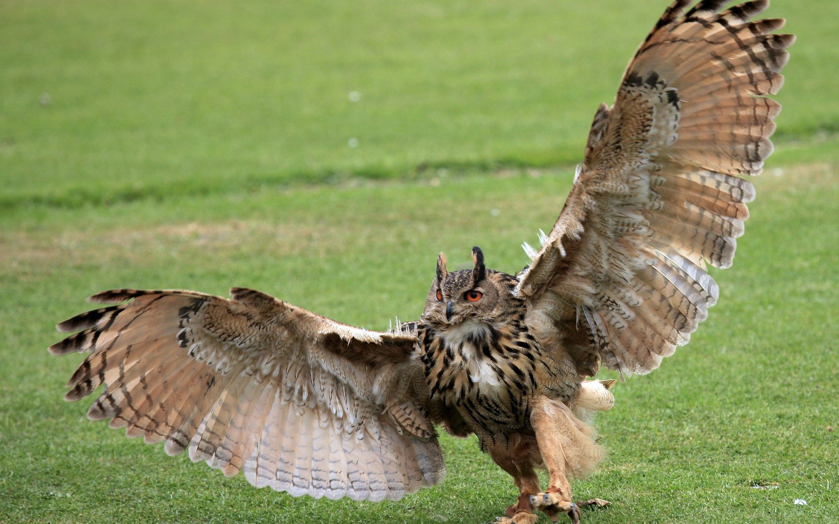 owl background grass wings green