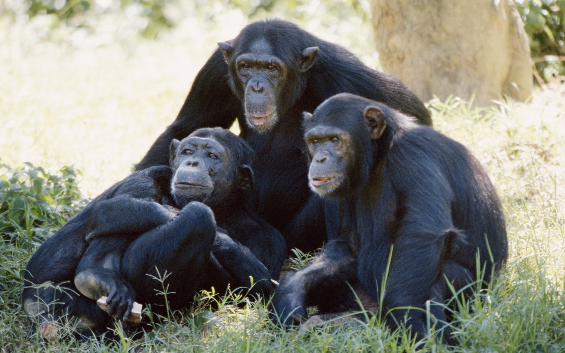 monos chimpancés