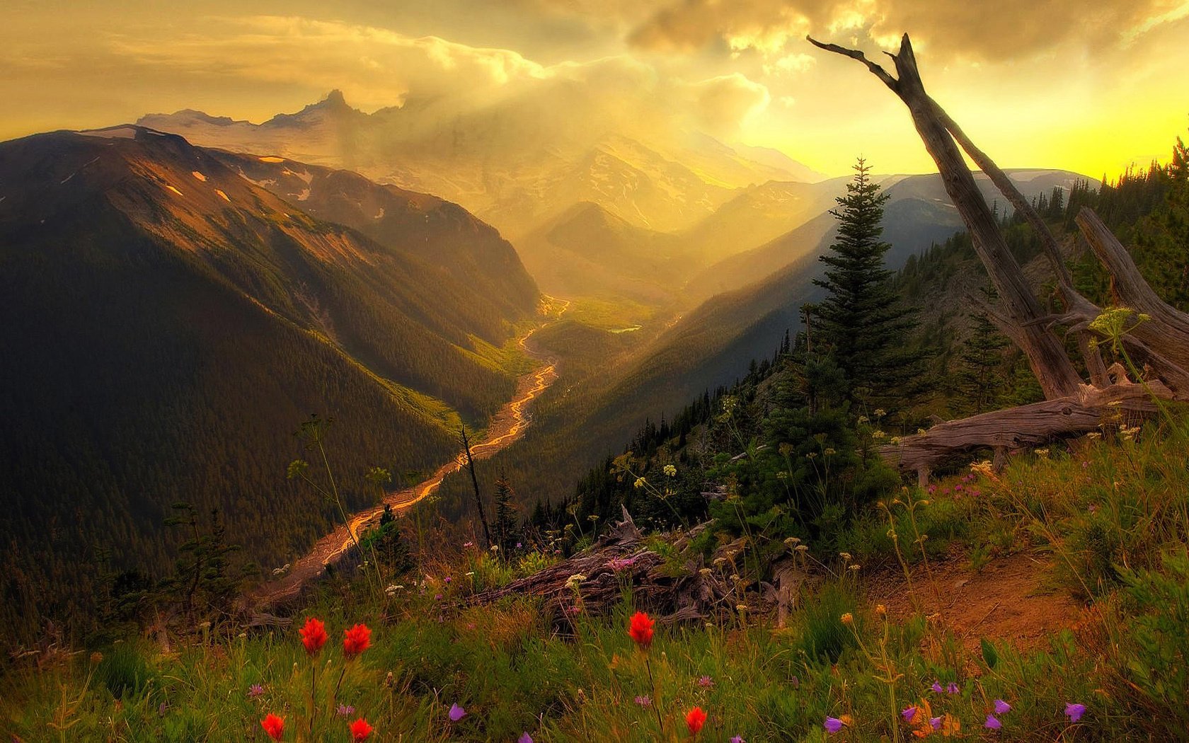 fiori nebbia montagne nuvole erba bello paesaggio