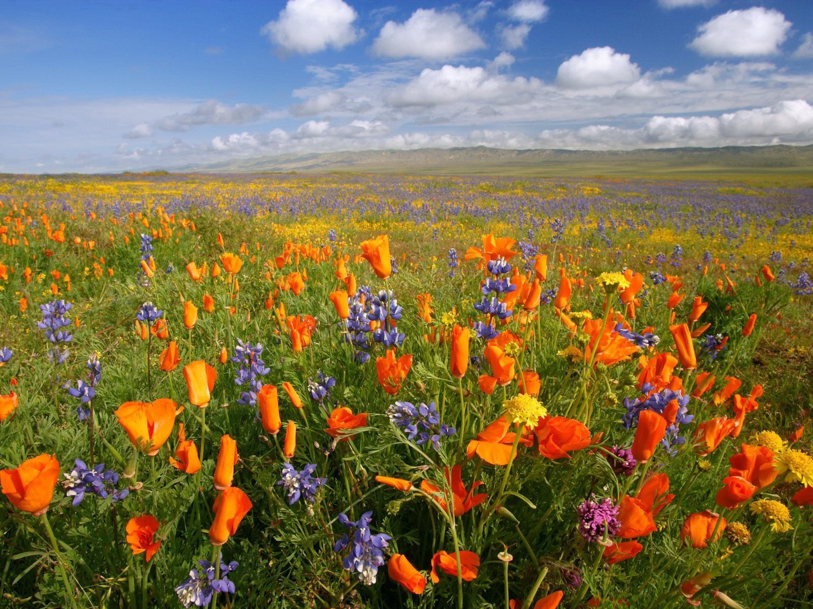 champ nuages montagnes fleurs