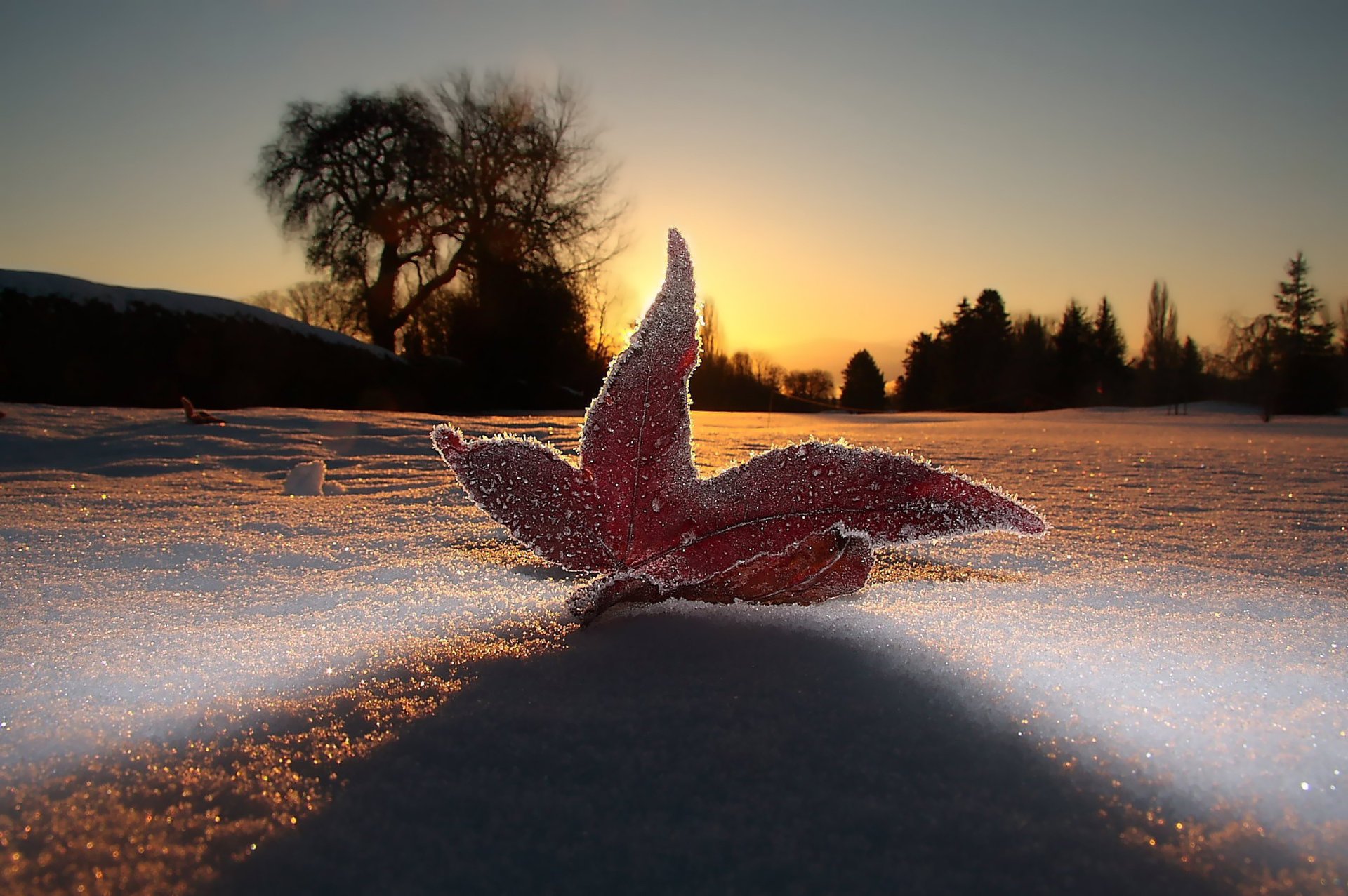 abend schnee makro frost blatt himmel