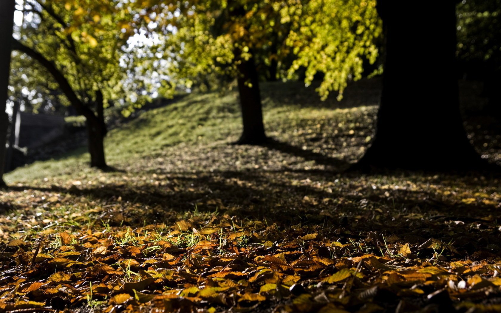 natur gefallene blätter verwischen herbst