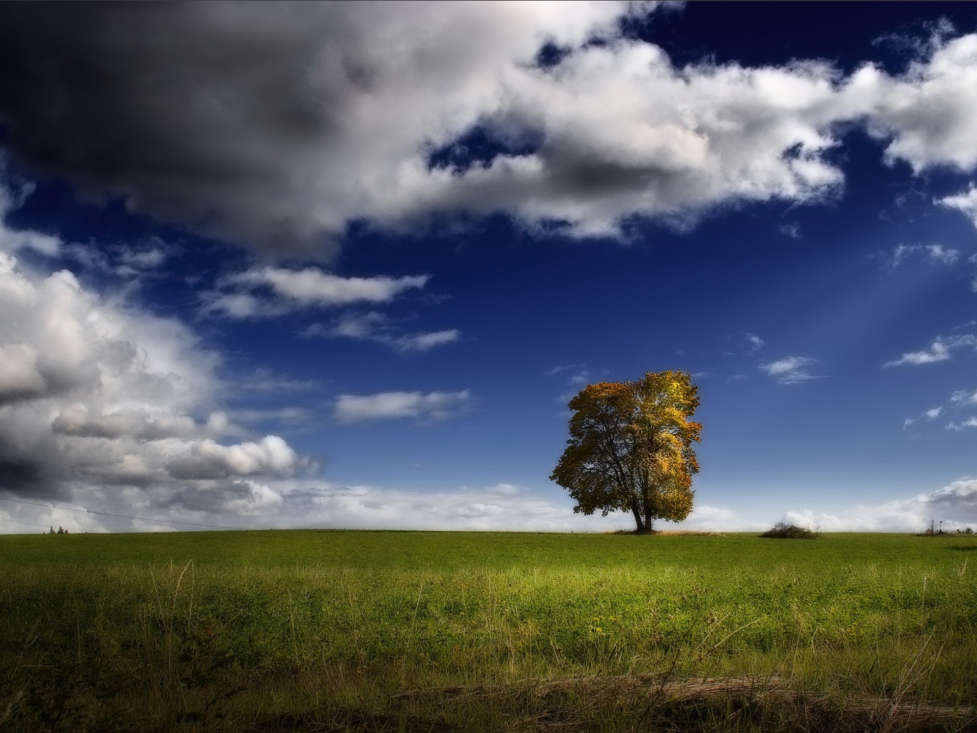 arbre champ nuages