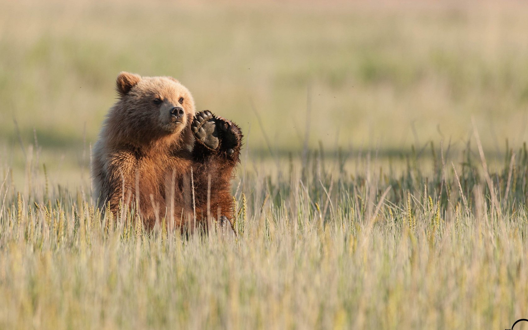 feld bär natur