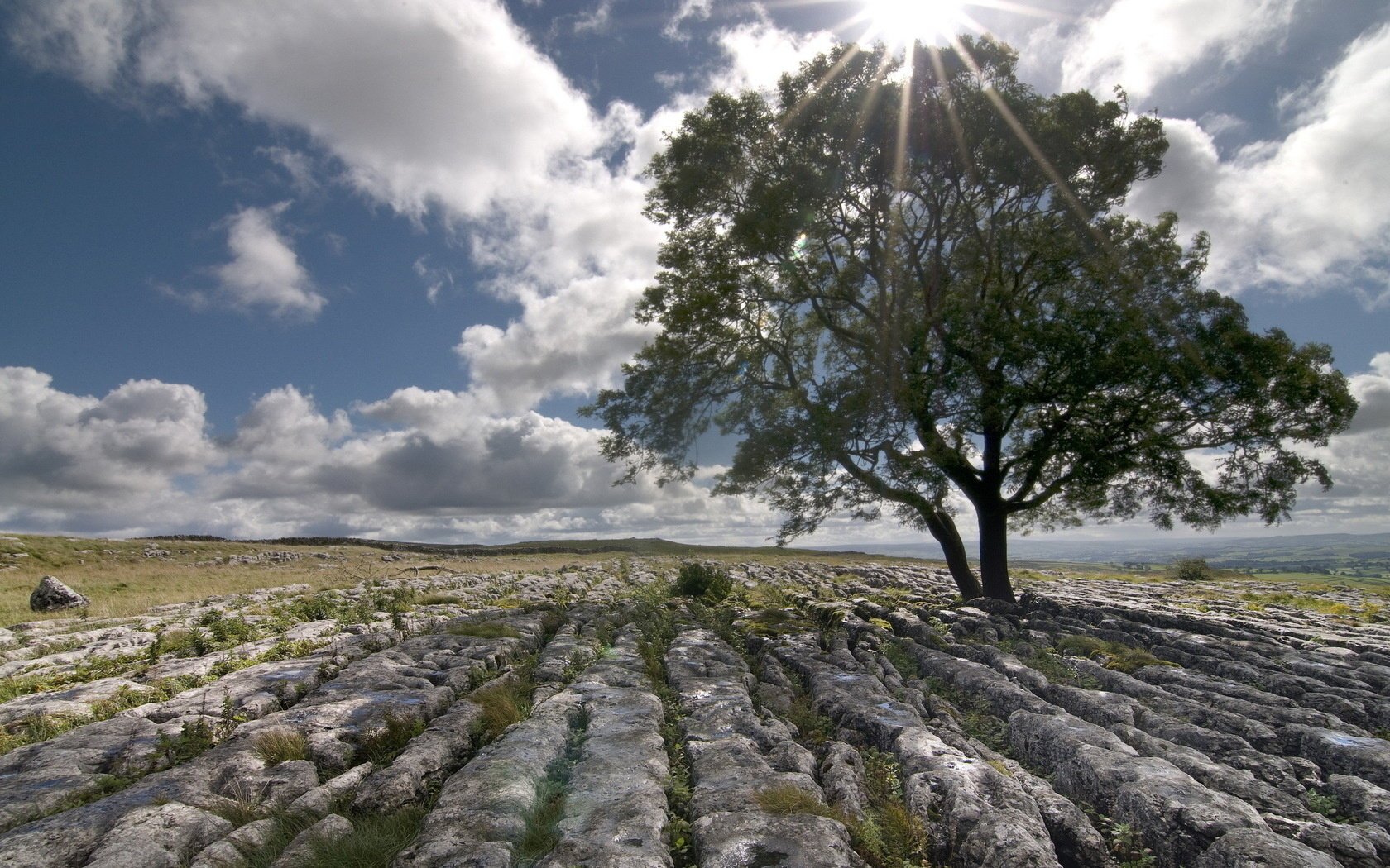 paisaje campo piedras árbol