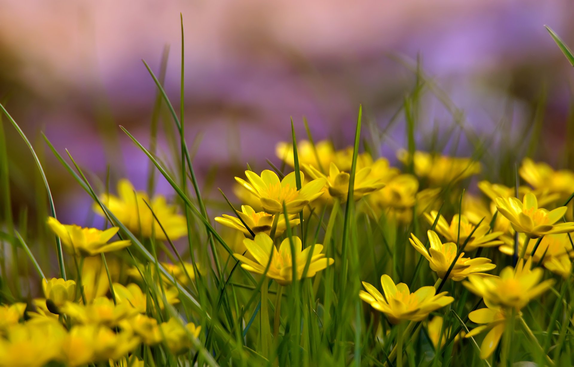 yellow flowers grass glade summer