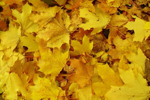 Hojas amarillas de otoño en el Suelo