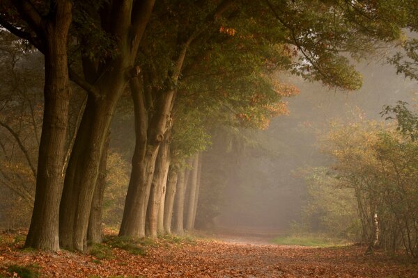 Brouillard léger dans la forêt d automne. Feuillage d automne tombé sous les arbres