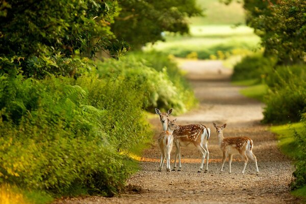 A group of deer on the road in the forest