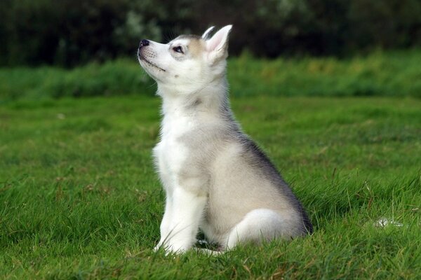 A puppy in a green field, a little husky