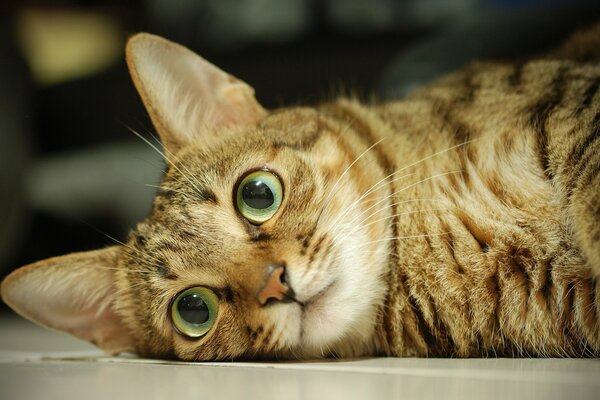 A red-haired cat with green eyes is lying