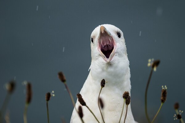 El grito de un hermoso pájaro blanco contra un cielo sombrío