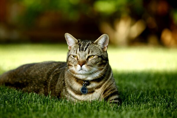 A fat cat is lying on the grass