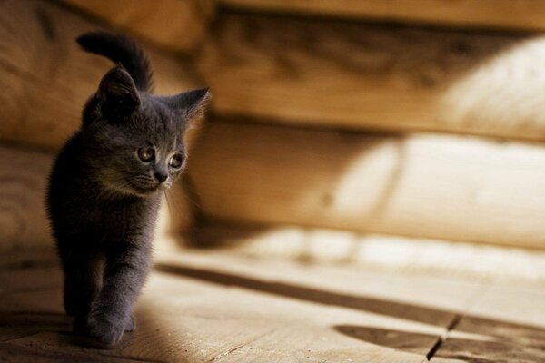 El gatito gris viene a la luz