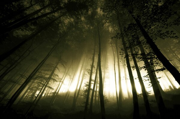 Árboles sombríos en la colina y la luz que se abre paso a través de los troncos