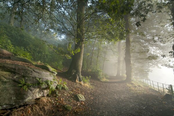 Route dans la forêt brumeuse dans la nature