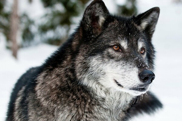 A look at a tricolor wolf on a winter background