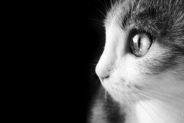 La mirada del gato. Foto en blanco y negro